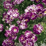 Purple Splash / Перпл Сплеш